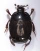 Saprinus subnitescens